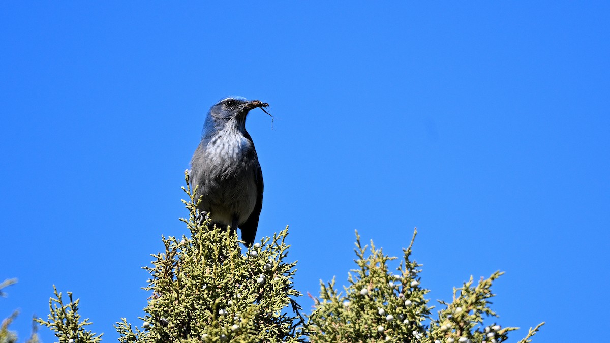 Woodhouse's Scrub-Jay - ML620542574