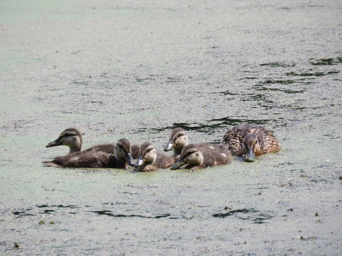 Canard colvert - ML620542578