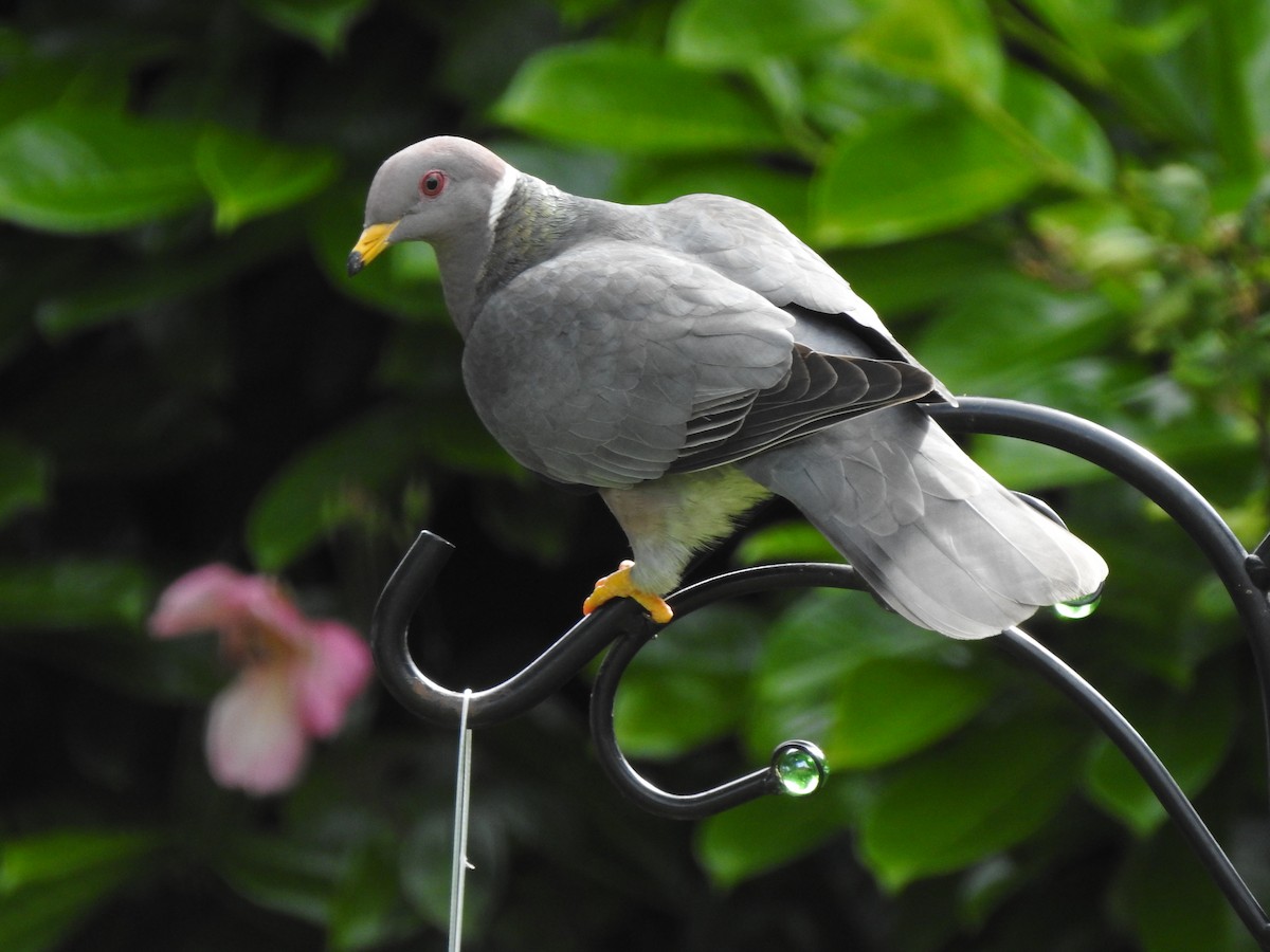 Band-tailed Pigeon - ML620542582