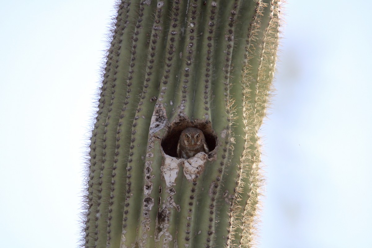 Mochuelo de Los Saguaros - ML620542586