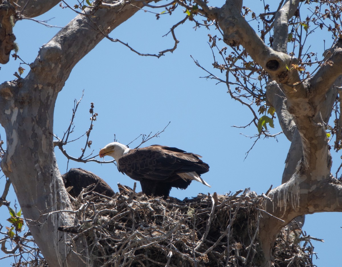 Bald Eagle - ML620542590