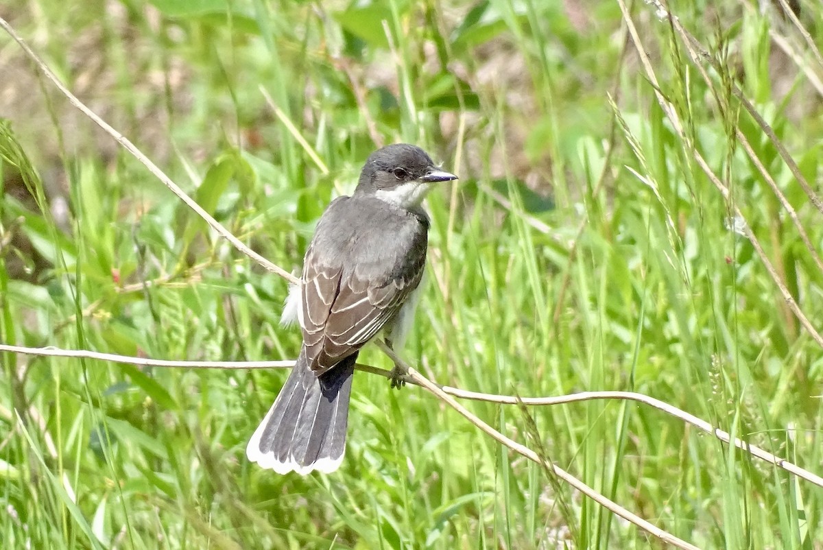 Eastern Kingbird - ML620542594