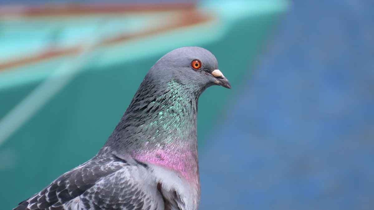 Pigeon biset (forme domestique) - ML620542596