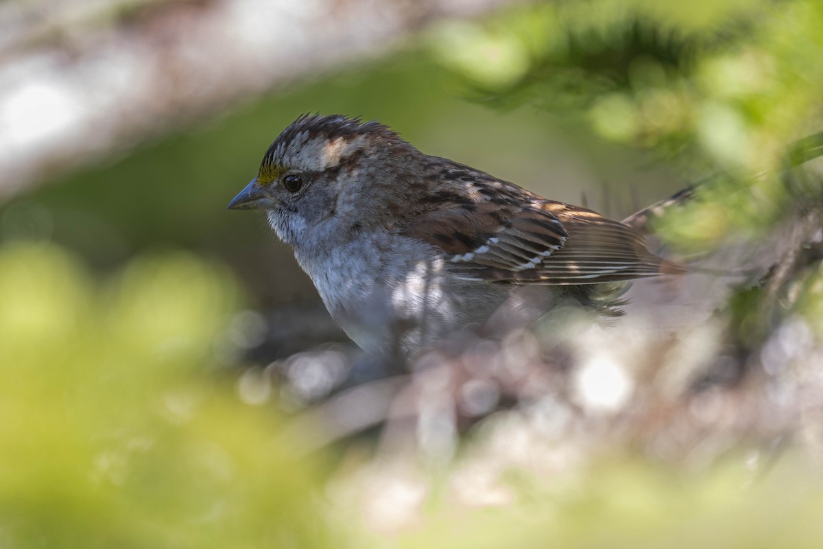 White-throated Sparrow - ML620542598