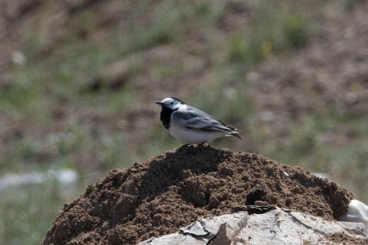 White Wagtail (White-faced) - ML620542600