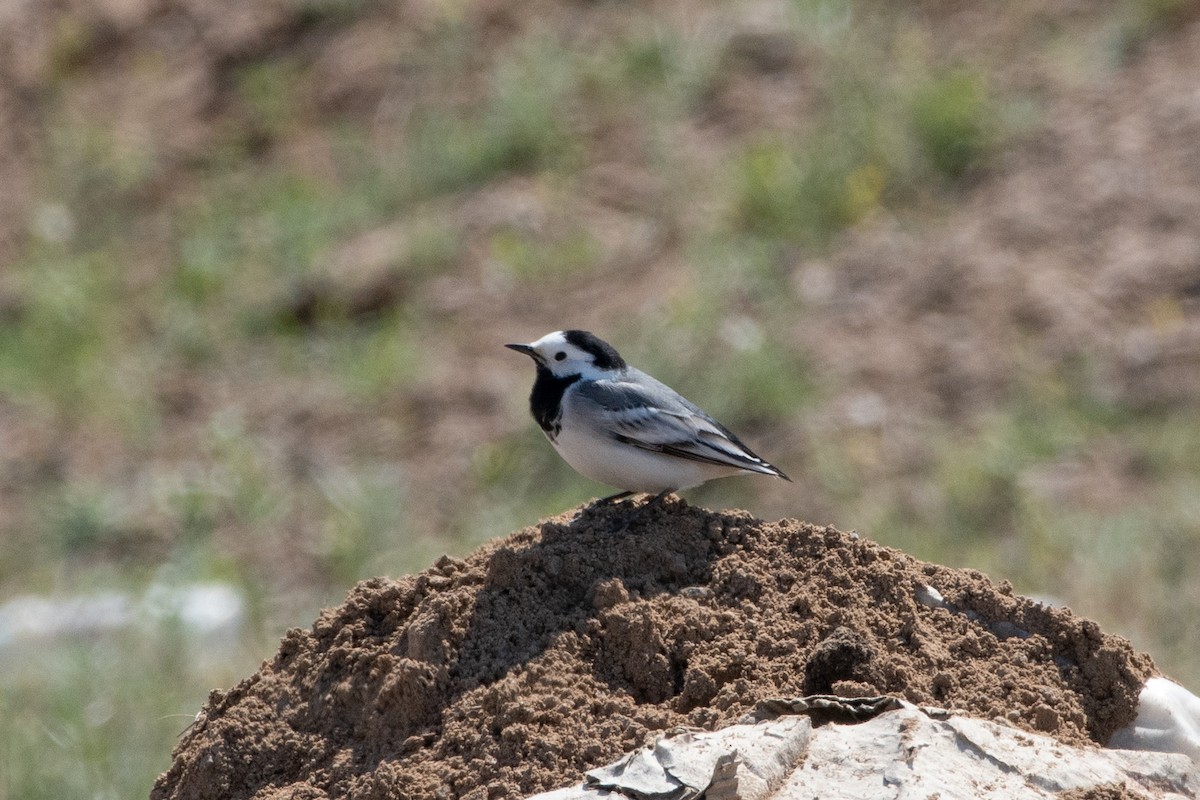 White Wagtail (White-faced) - Grigory Evtukh