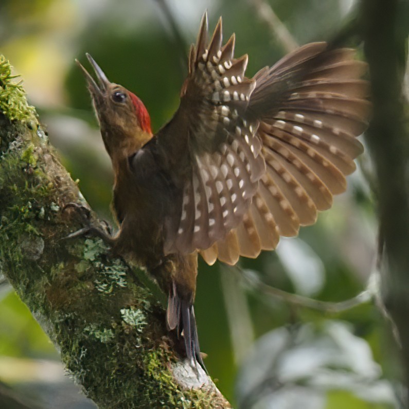 Smoky-brown Woodpecker - ML620542604