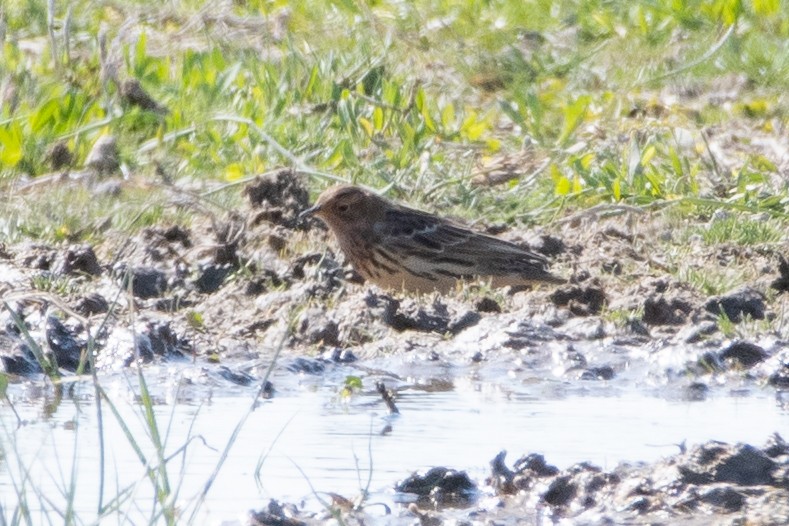 Red-throated Pipit - ML620542609