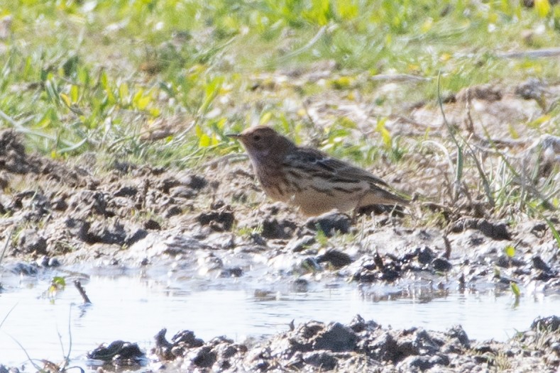 Red-throated Pipit - ML620542610