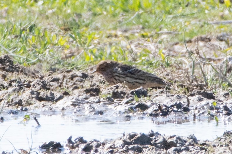 Red-throated Pipit - ML620542611