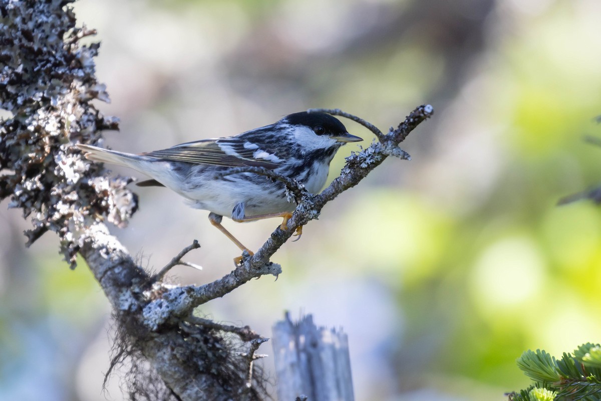 Blackpoll Warbler - ML620542613