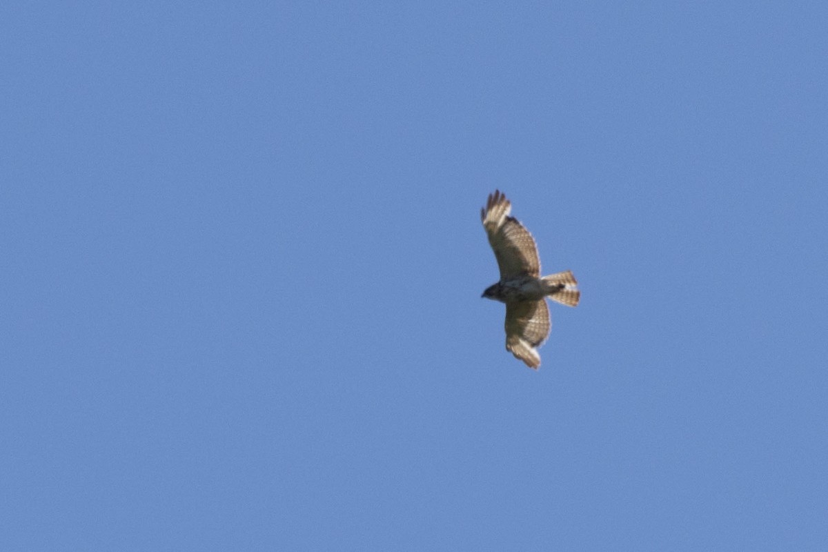 Broad-winged Hawk - ML620542617