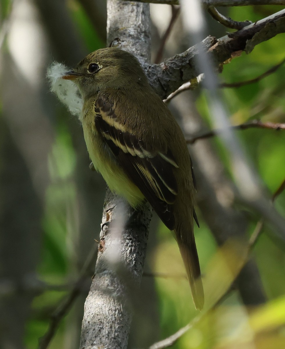 Yellow-bellied Flycatcher - ML620542618