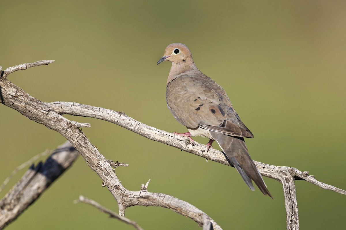 Mourning Dove - ML620542620