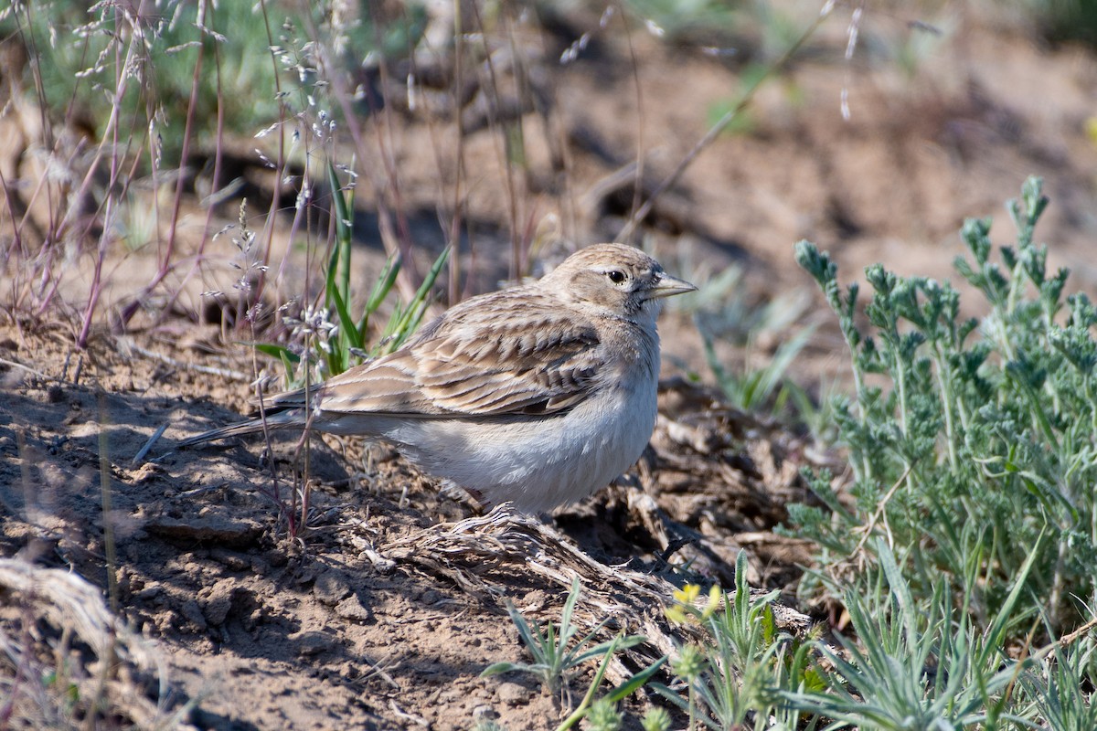 Greater Short-toed Lark - ML620542625