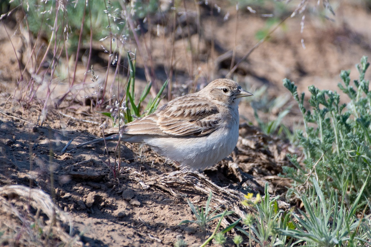 Greater Short-toed Lark - ML620542626