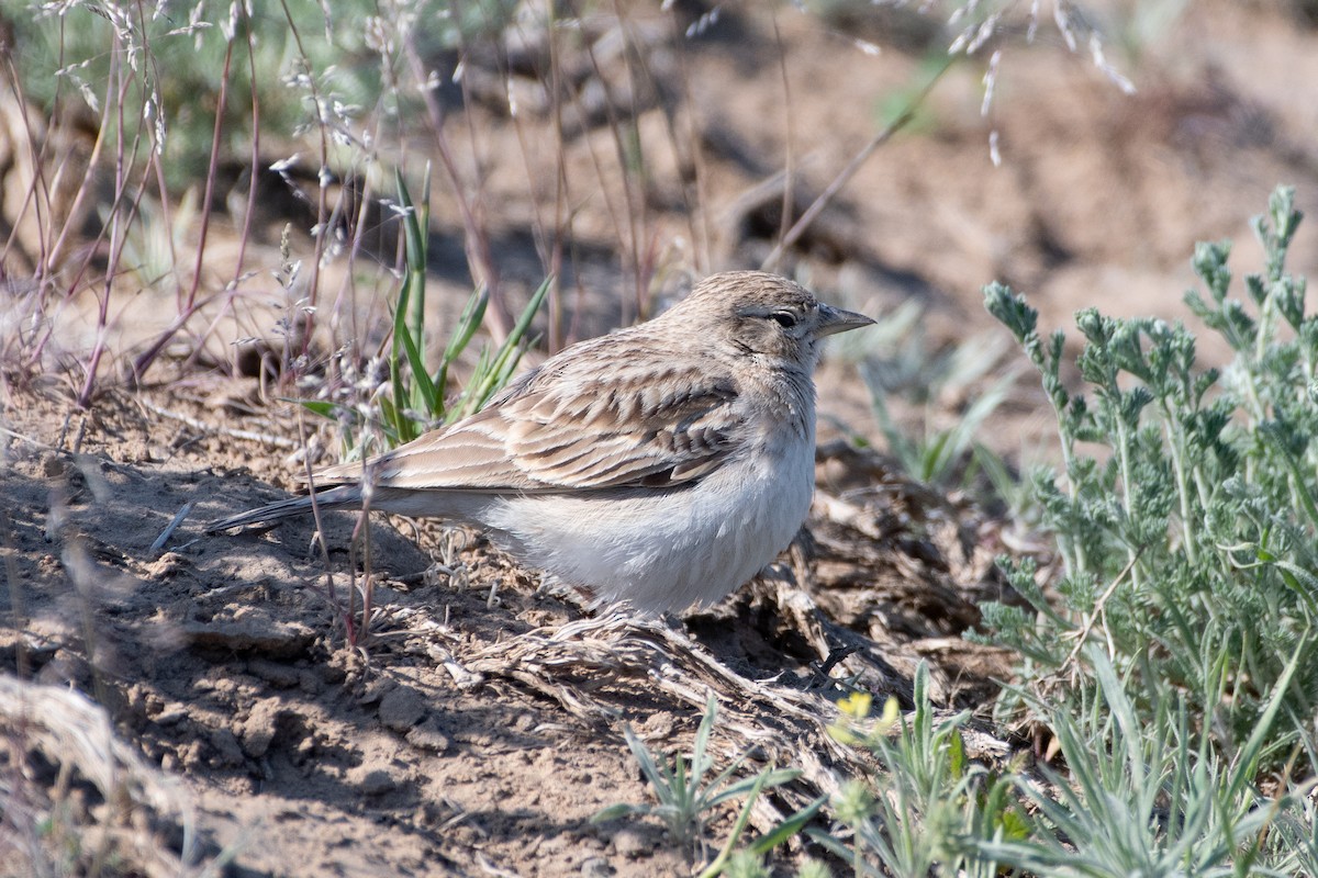 Greater Short-toed Lark - ML620542627