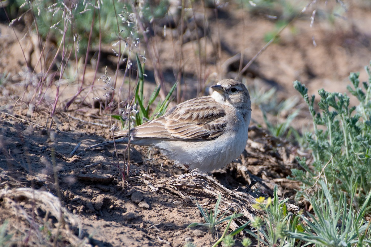 Greater Short-toed Lark - ML620542630