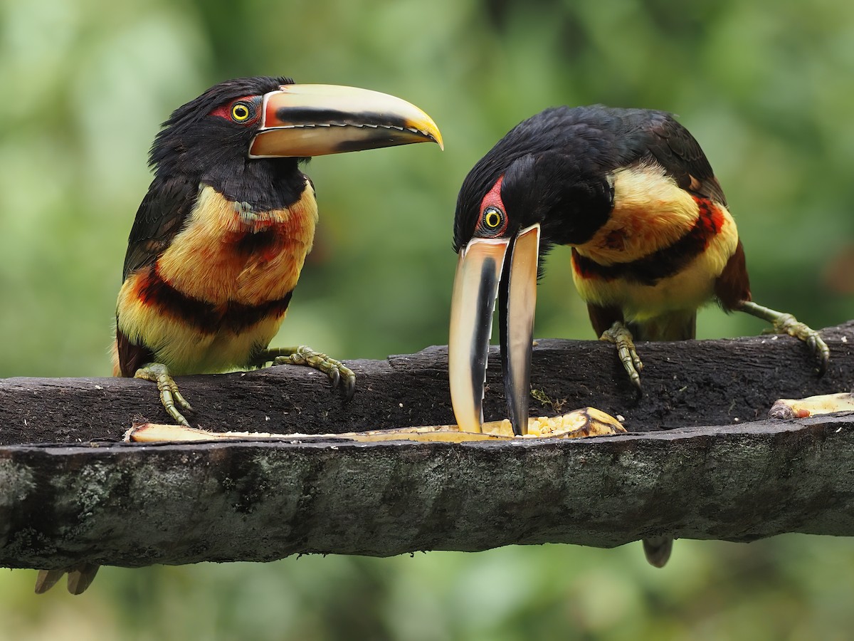 Collared Aracari - ML620542633