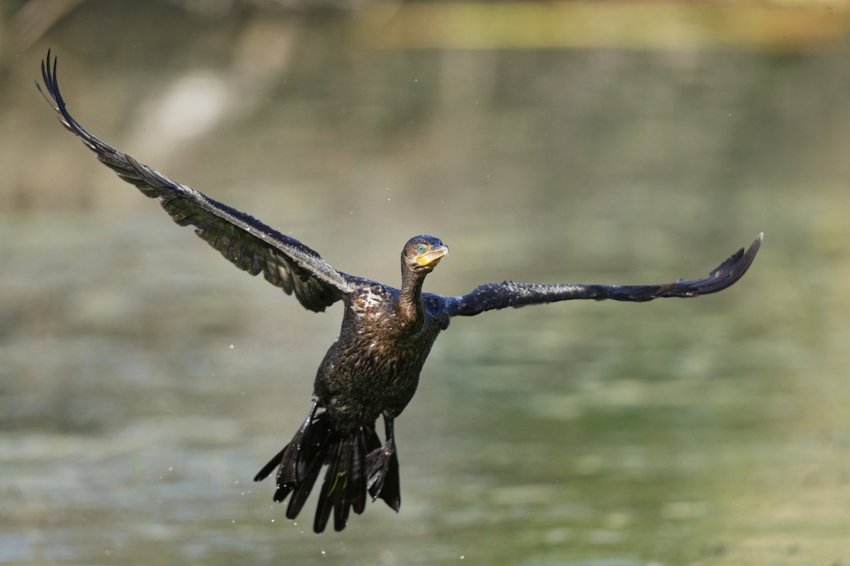 Cormorán Biguá - ML620542634