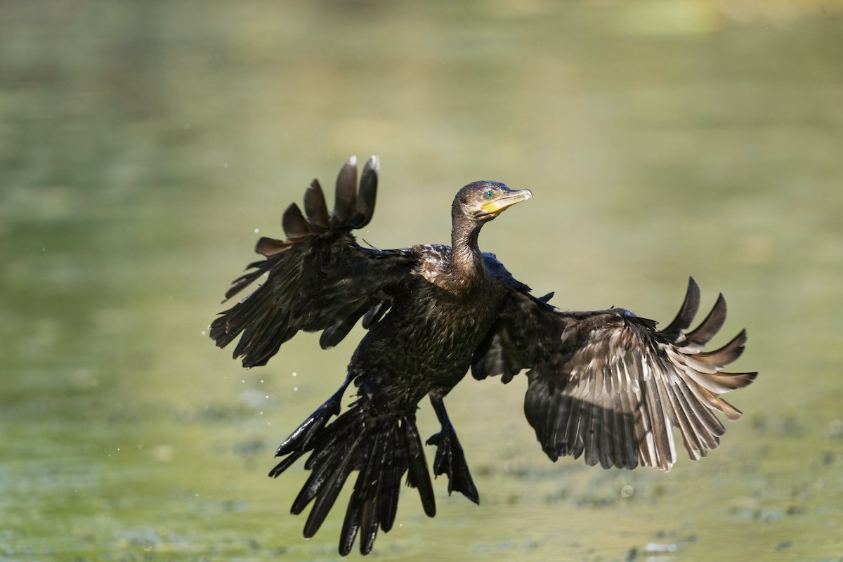 Neotropic Cormorant - ML620542635