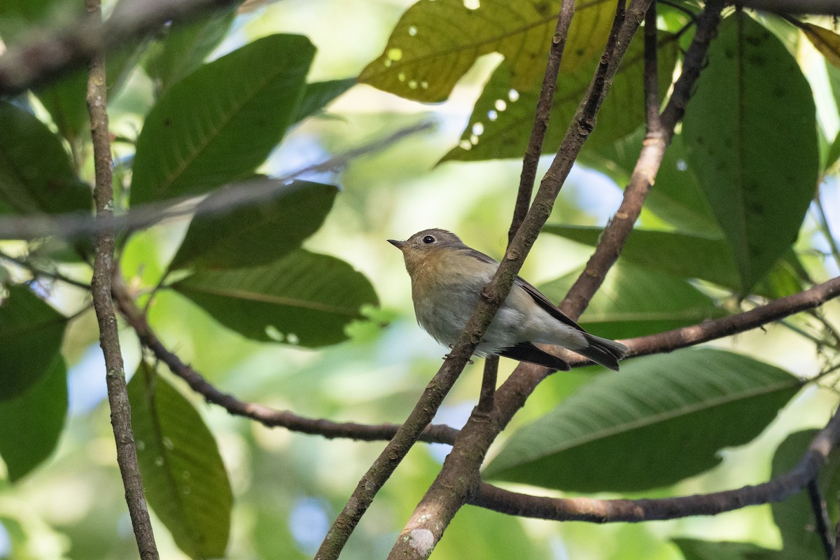 Mugimaki Flycatcher - ML620542638