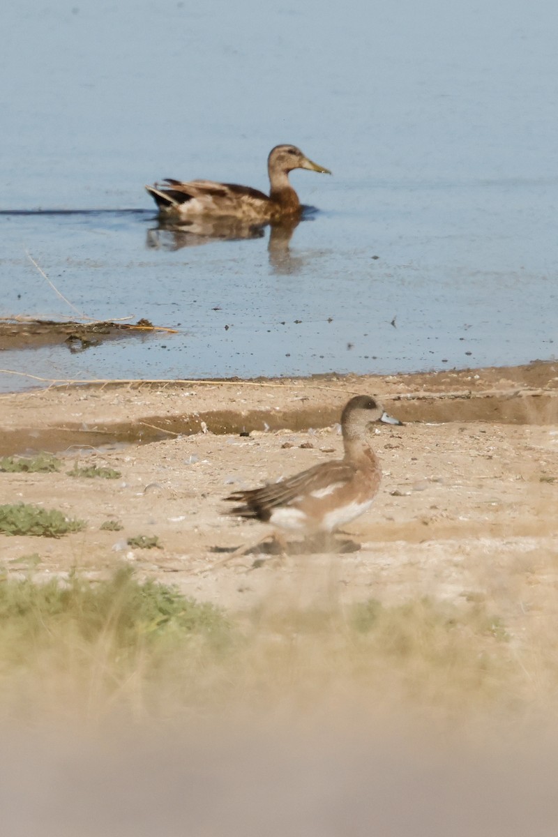 American Wigeon - Charles Hathcock