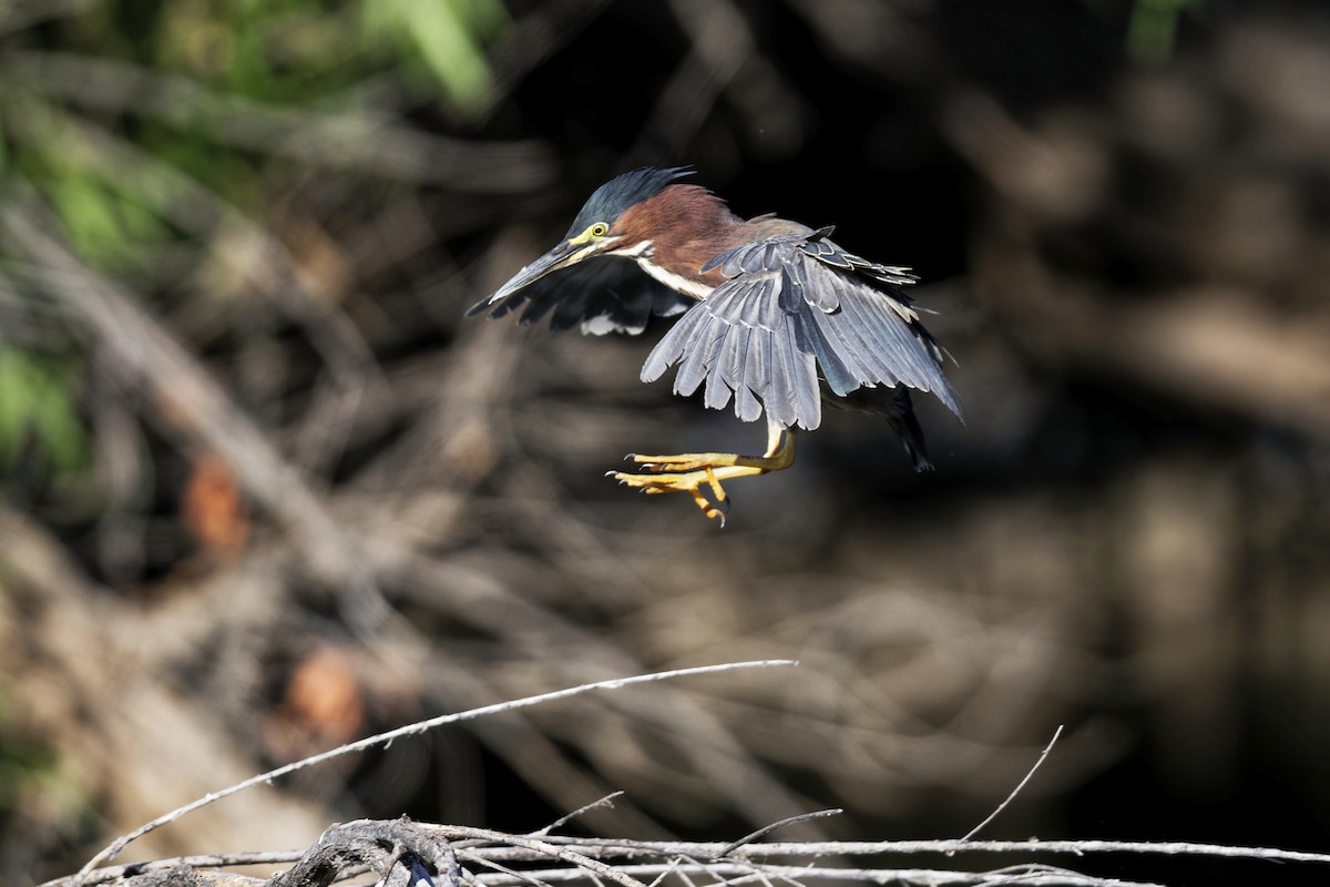 Green Heron - ML620542649