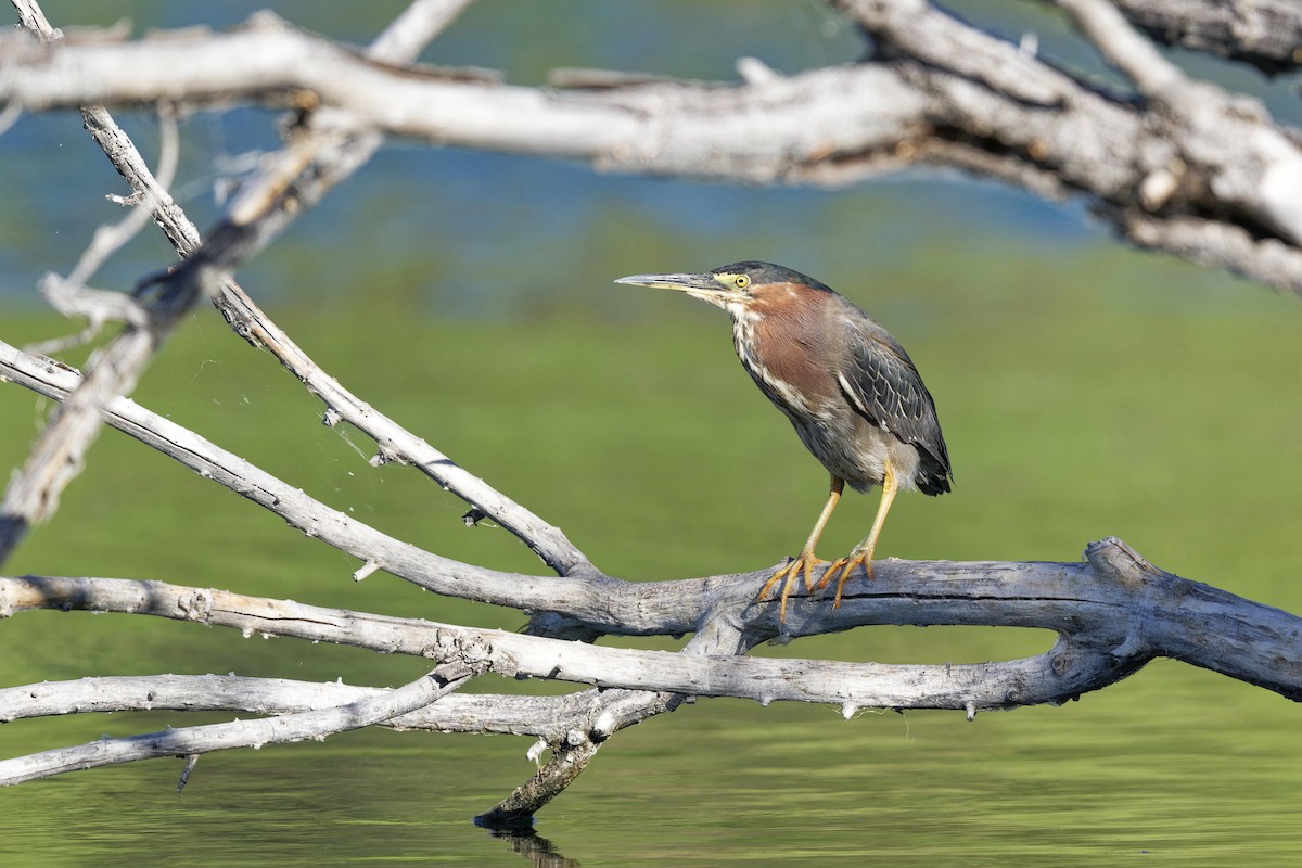 Green Heron - ML620542650