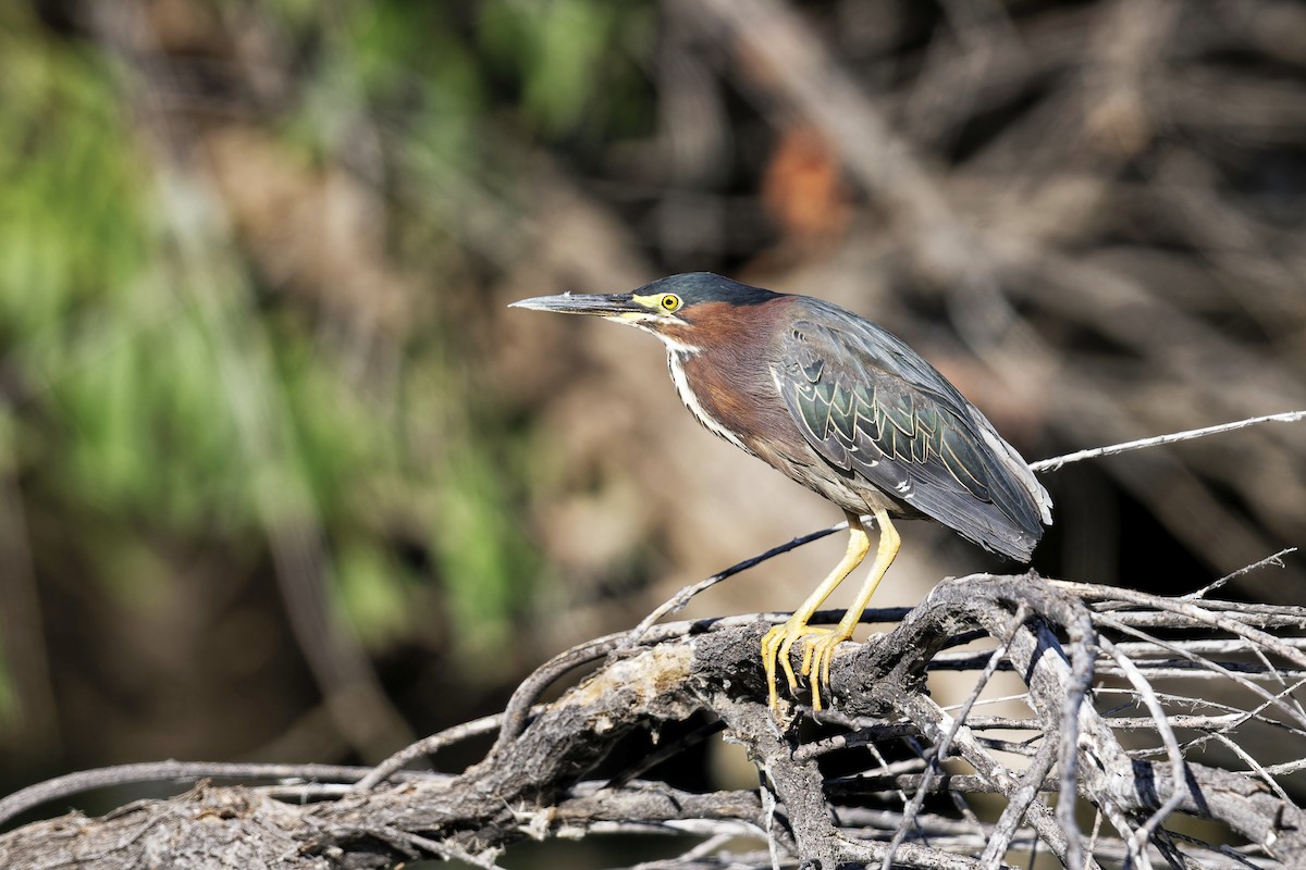 Green Heron - ML620542651