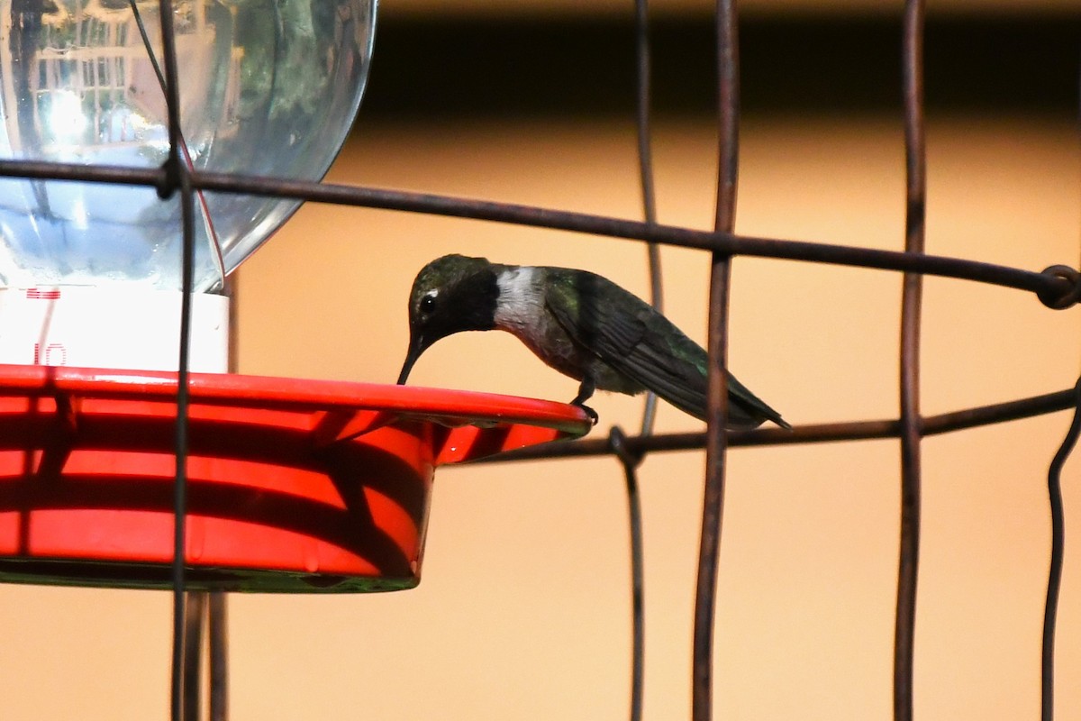 Black-chinned Hummingbird - ML620542656