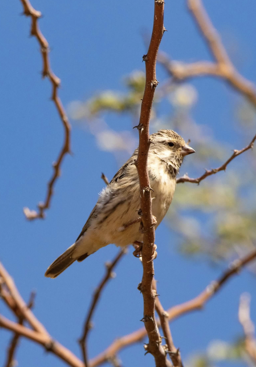 Black-throated Canary - sheila rowe