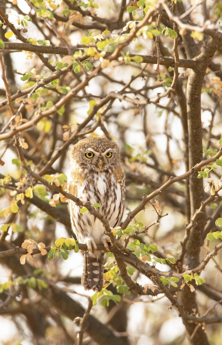 Pearl-spotted Owlet - ML620542663