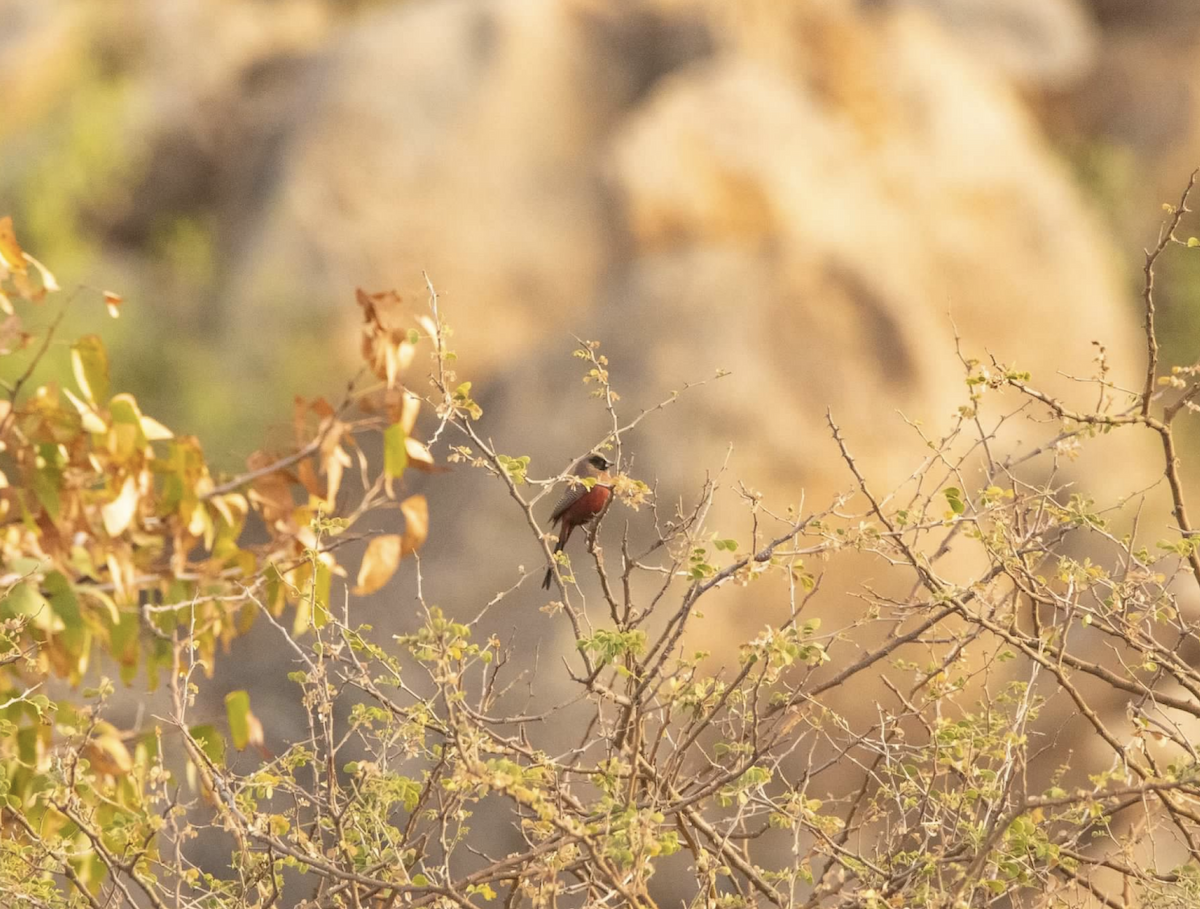 Black-faced Waxbill - ML620542665