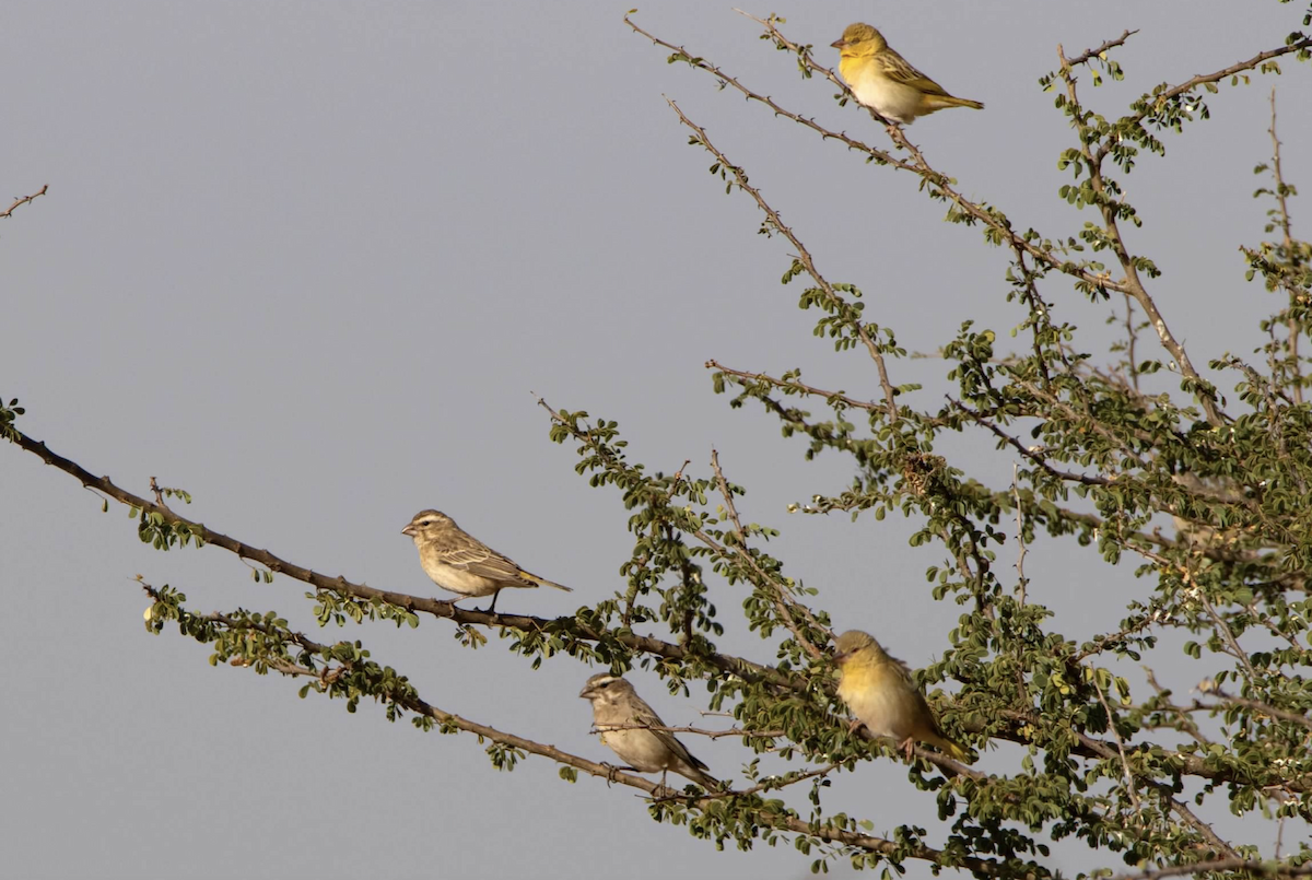 Southern Masked-Weaver - sheila rowe