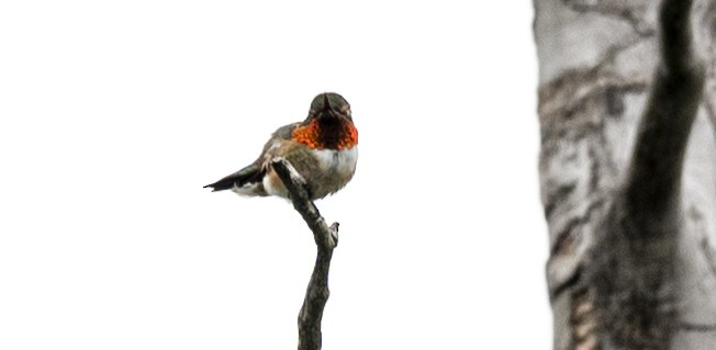 Ruby-throated Hummingbird - ML620542670