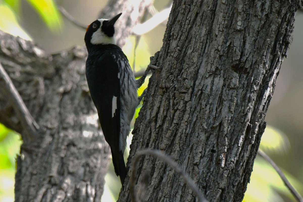 Acorn Woodpecker - ML620542675