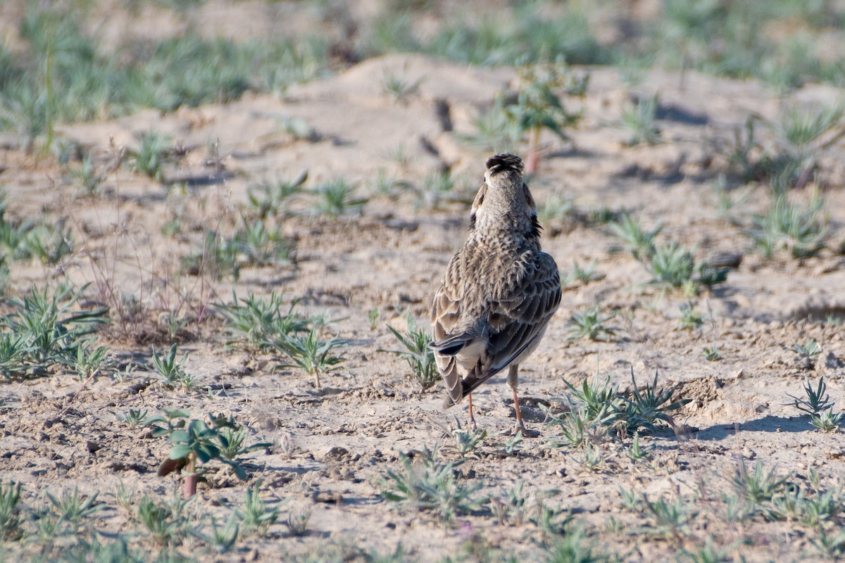 Calandra Lark - ML620542682