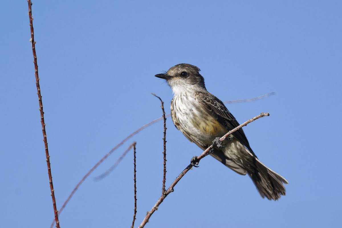 Vermilion Flycatcher - ML620542695