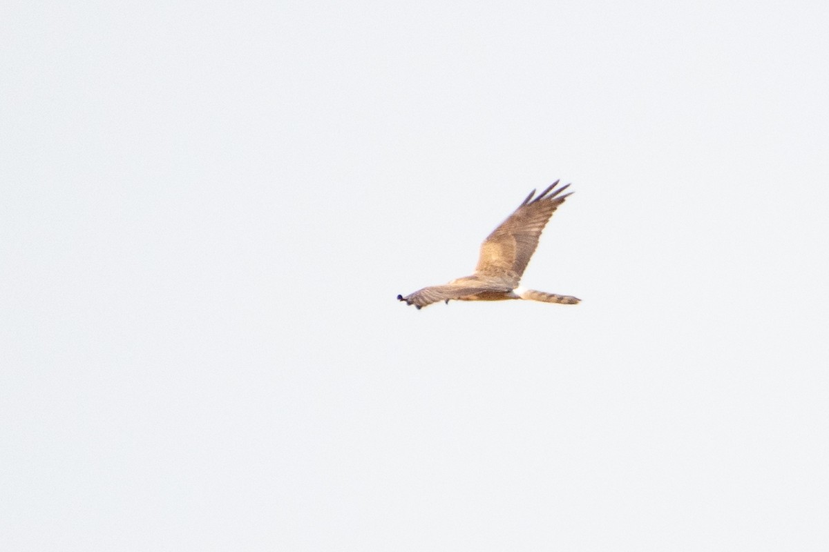 Pallid Harrier - ML620542702