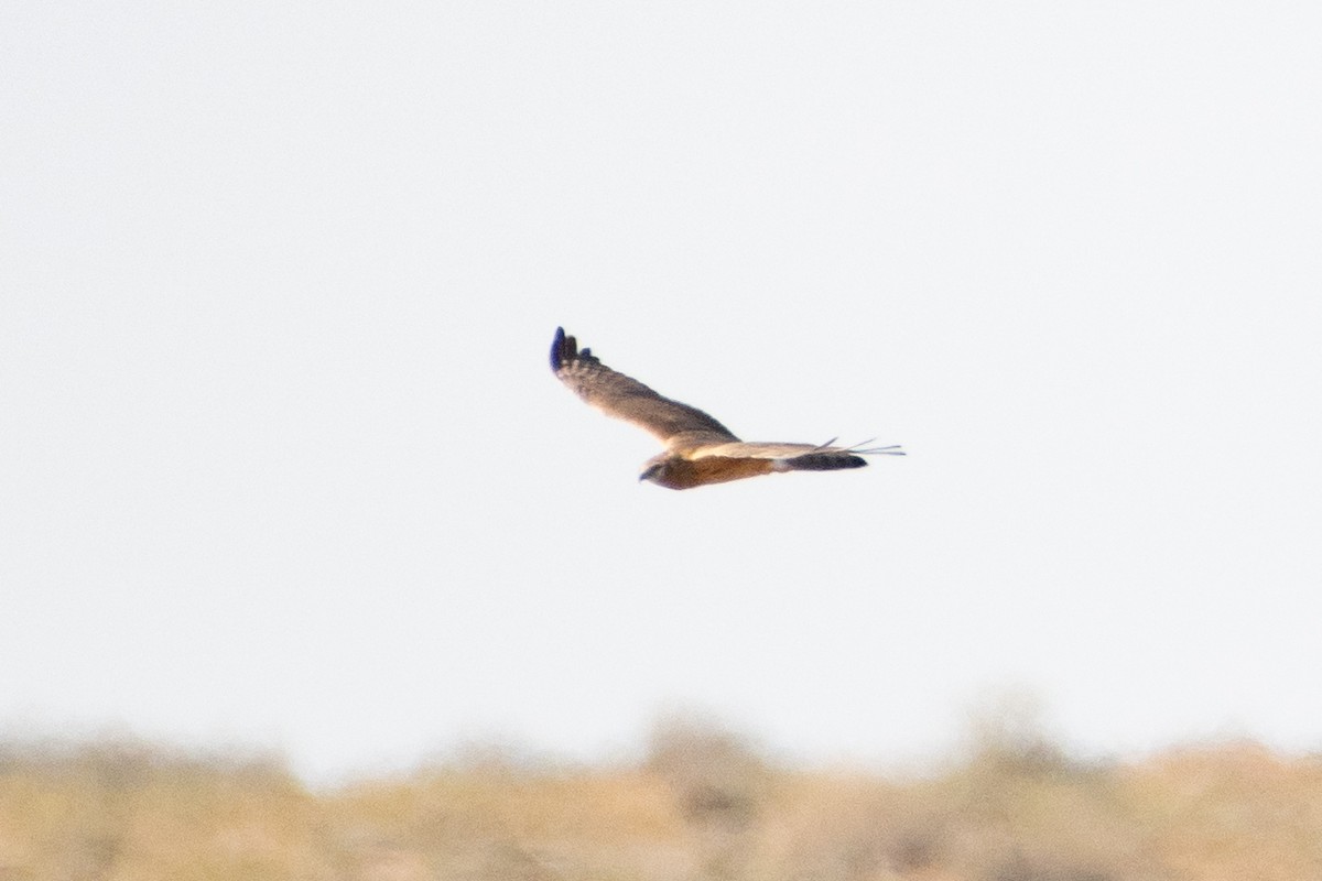 Pallid Harrier - ML620542707