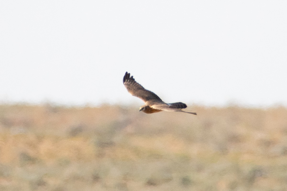 Pallid Harrier - ML620542708