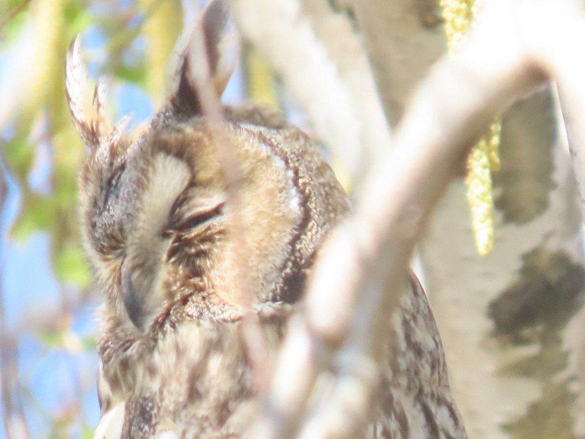 Long-eared Owl - ML620542719