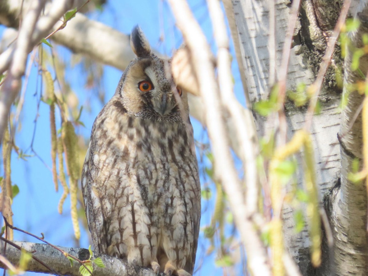 Long-eared Owl - ML620542720