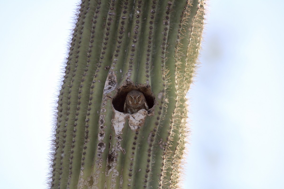 Chevêchette des saguaros - ML620542723