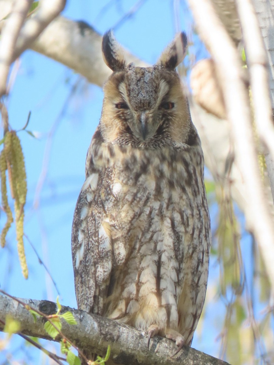 Long-eared Owl - ML620542731