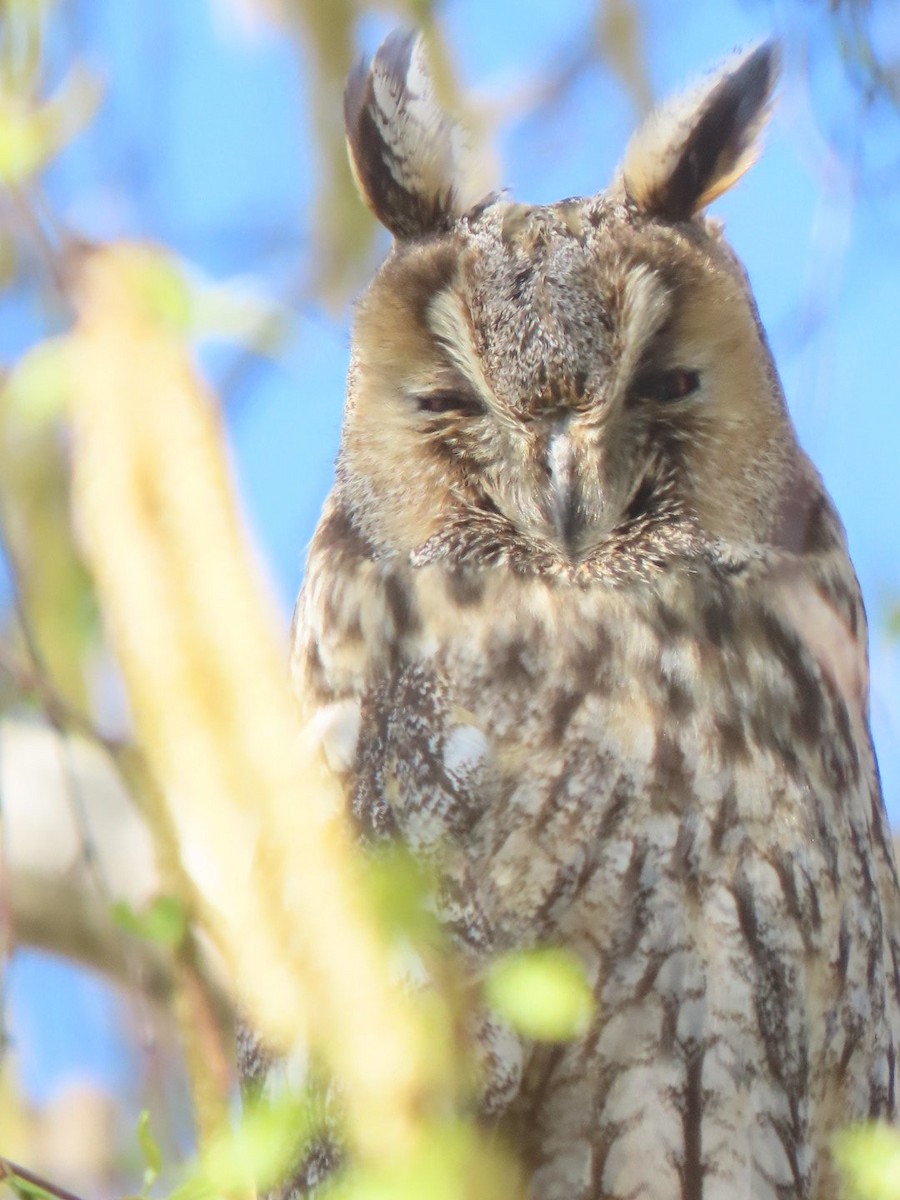 Long-eared Owl - ML620542733