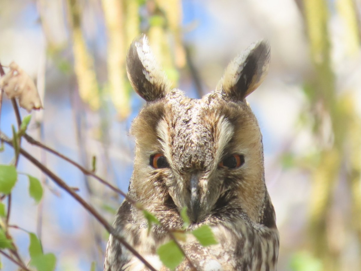 Long-eared Owl - ML620542734