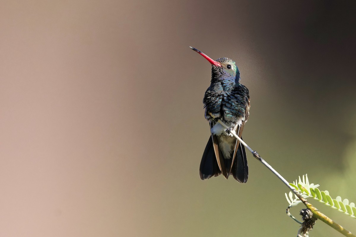 Colibrí Piquiancho Común - ML620542743