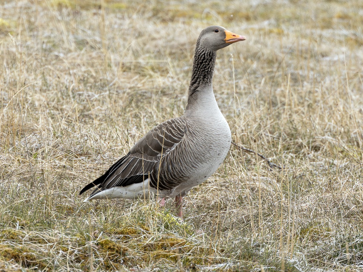 Graylag Goose (European) - ML620542744